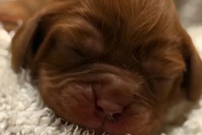 Presley  x Maggie  - May Litter 2026