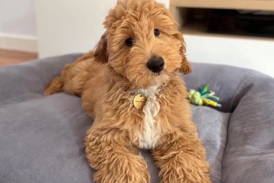 Scout x Summer - July Litter 2026