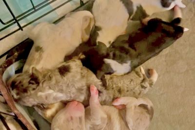 Coop x Possum  - Mar Litter 2026