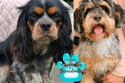 Liam x Zola - Sep Litter 2026