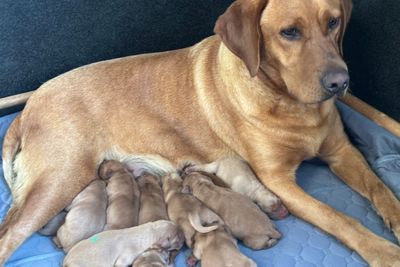Archie x River - August Litter 2026