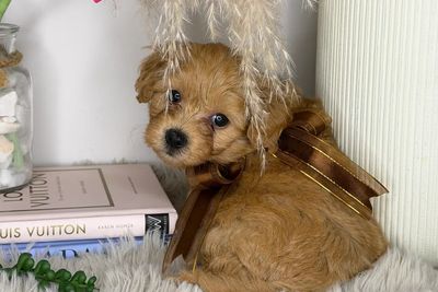 Misty x Chocco Chino - Teddy Bear Toy Moodles
