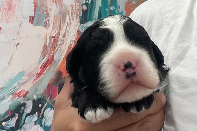 Chika & Parker's small medium size litter September 2026