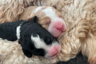 Chika & Parker's small medium size litter September 2026