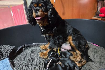 Toby x Molly - July Litter 2026