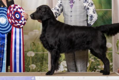 Sweep x Dusty - Sep Litter 2026
