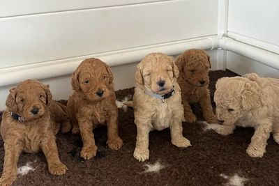 Harry x Lady - Mar Litter 2026