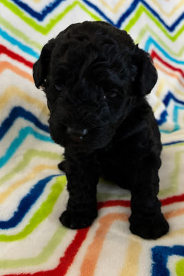 Lucki x Stella - Pure Breed Toy Poodles July 2026