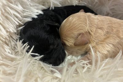 Lucki x Stella - Pure Breed Toy Poodles July 2026