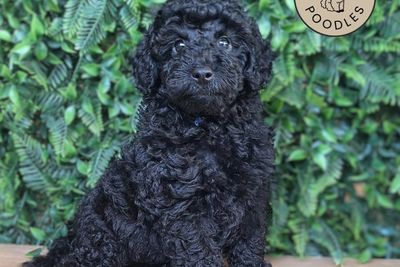 Master Fredrico x Roslyn  - Jun Litter 2026