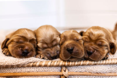 Gold January Babies!