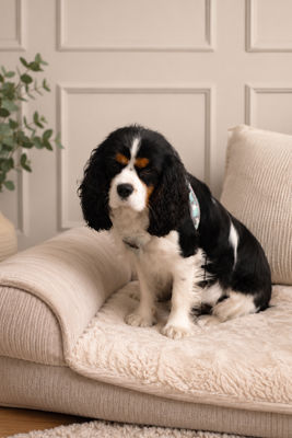 Older Dog x Older dog - Apr Litter 2025