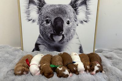 Milko x Peaches (Sutrey She's my cherry pie) - September Litter 2026