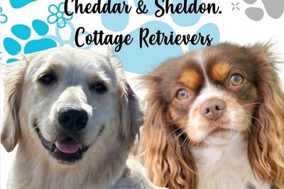 Sheldon x Cheddar - Nov Litter 2026