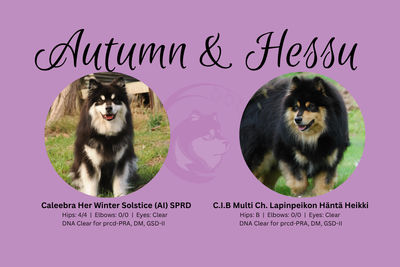 Hessu and Autumn - 6 puppies.