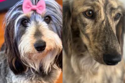 Mambo  x Dotty - September Litter 2026