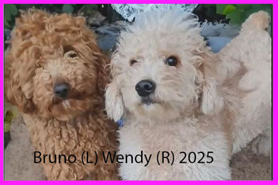 Bruno x Wendy - 2026 
