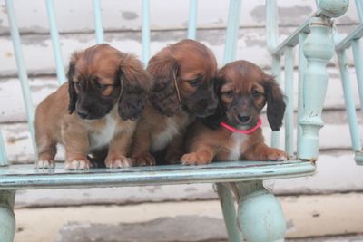 Snoopy x Cindy - Jul Litter 2026