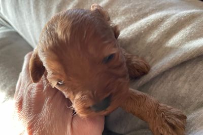Sammy x Vespa - Aug Litter 2025