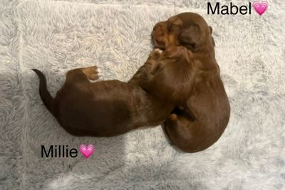 Toffee x Hazel - May Litter 2026
