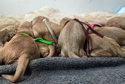 inja Nkosi (Chase) x inja Sisa (Ziggy) - Sep Litter 2026