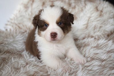 Amber  - December Litter 2026