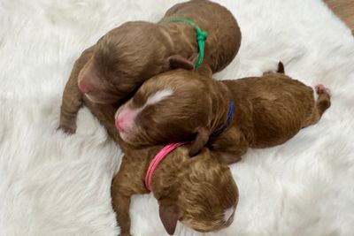 Walter x Nala - August Litter 2026