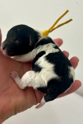 Tux x Daisy - July 2026