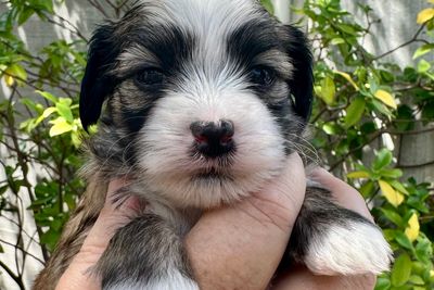 Nachos x Midge  - Oct Litter 2025