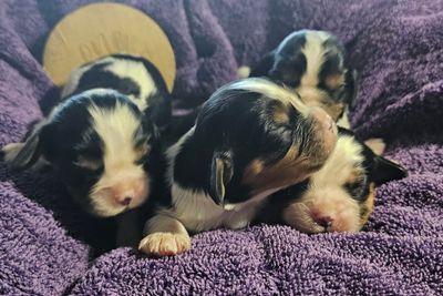 Amour Louis x Genie - Jul Litter 2026