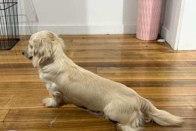 Moose x Honey - September Litter 2026