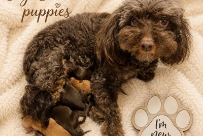 Whiskey x Emica - Jul Litter 2026