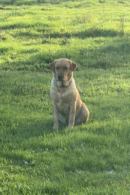 Archie x Lily - Aug Litter 2026