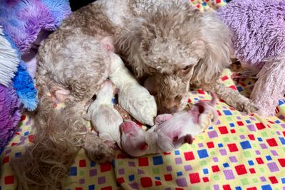 Presley x Polly Poppet - Sep Litter 2026