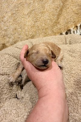 Hank  x Gerdy - Aug Litter 2026