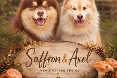 Saffron's Spices