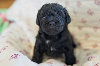 Gucci Silver x Lala - Jul Litter 2026