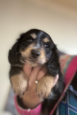 Prince x Pepsi - Jul Litter 2026