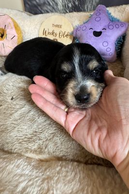 Prince x Pepsi - Jul Litter 2026
