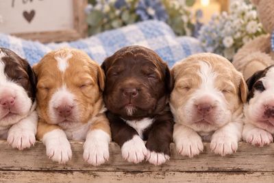 Sep Litter 2026