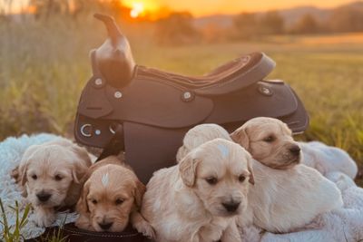Sweet August litter 2026 