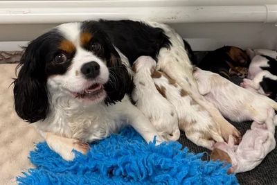 Jeffrey x Sundae - Aug Litter 2026