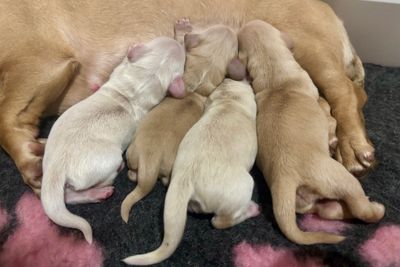 PRIDELANDS DUTCHESS X WENDELL - Litter 2026