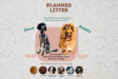 Buddy  x Zena  - October Litter 2026