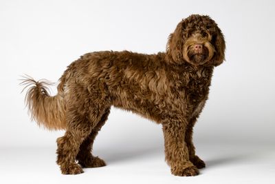 Ridgy Didge Heartsong aka Bentley x Ridgy Didge Little Miss Latte aka Rosie - February Litter 2027