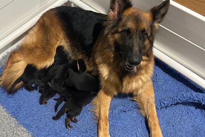 Prince x Cleo - Sep Litter 2026