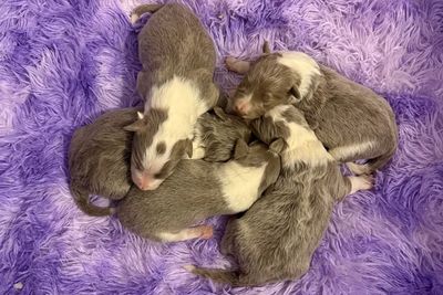Dusty and Bella’s Bluestone litter