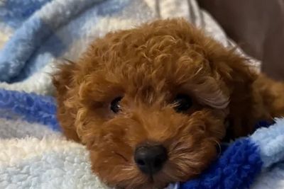 Choco x Ruby - Jul Litter 2026