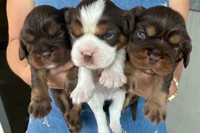 Douglas  x Dora - September Litter 2026