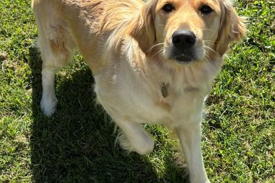 Hugo x Maple - August Litter 2026